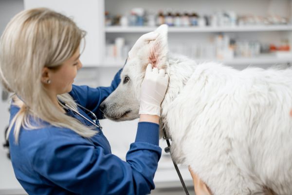 Études de médecine vétérinaire à l’UCAM