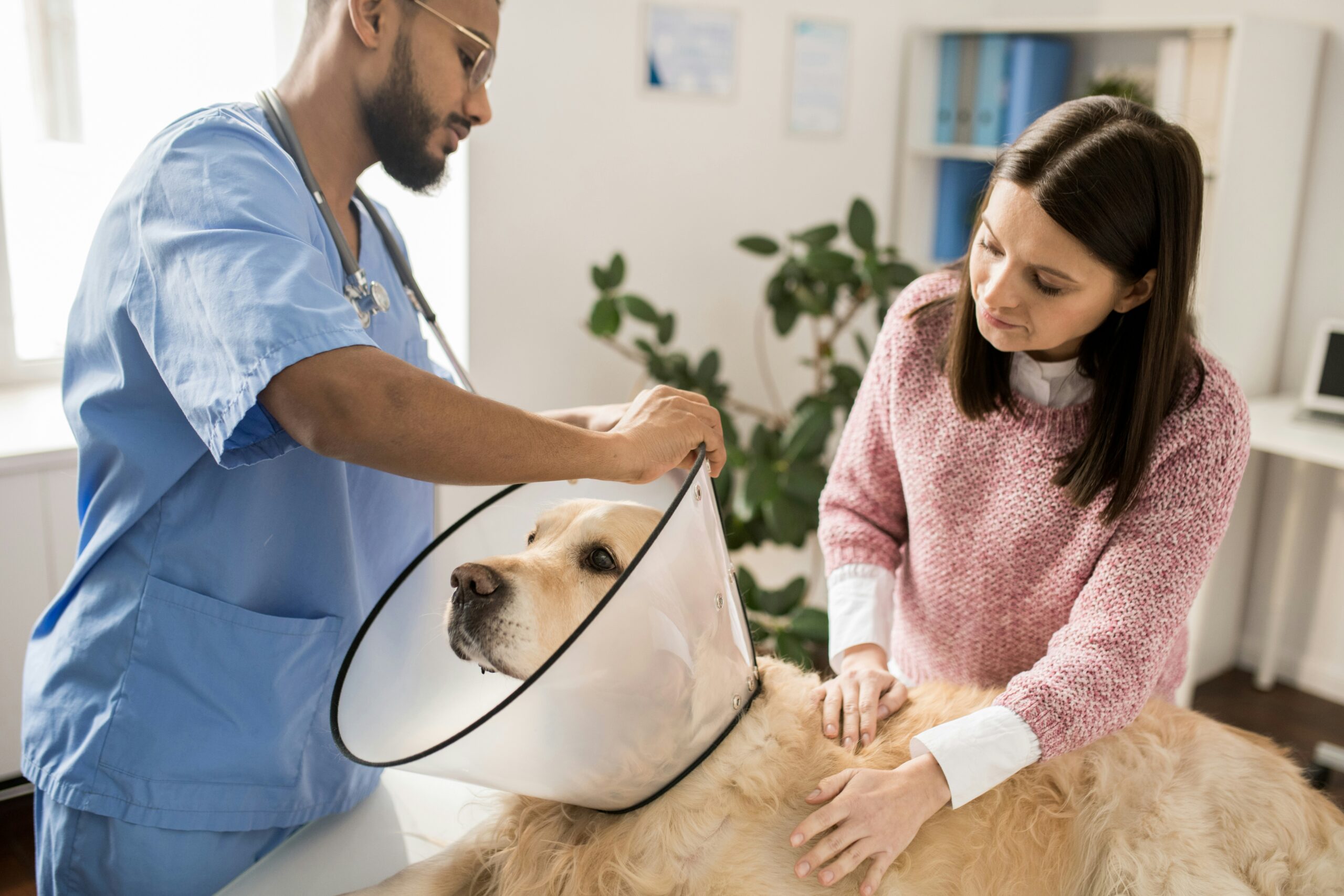 Admission en médecine vétérinaire en Italie